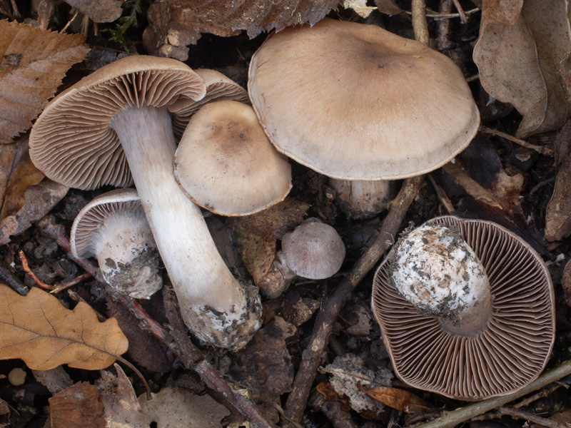 Cortinarius furiosus